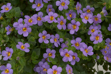 violet thumb.png